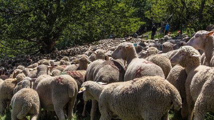 Transhumance, herding in the mountain pastures