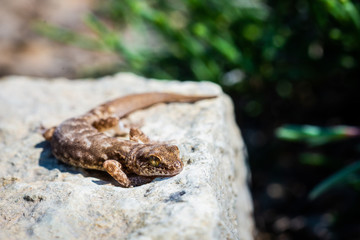 Obraz premium Even-fingered gecko genus Alcophyllex or squeaky gecko in wild nature