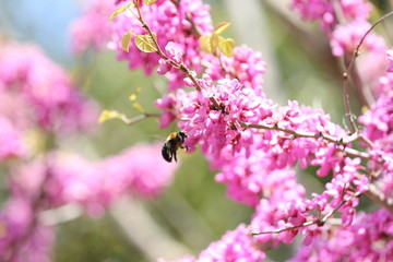 ハナズオウとクマバチ