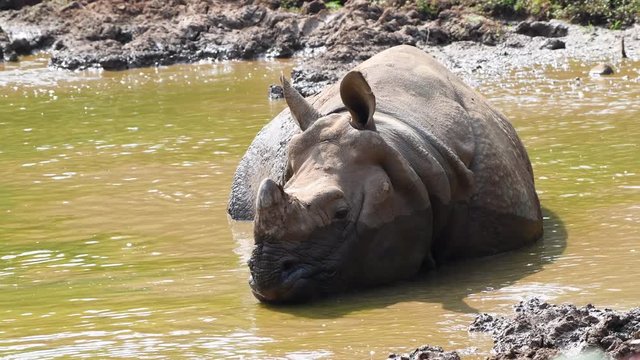 rhinoceros in forest closeup mud water green trees moving around