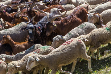 Transhumance, herding in the mountain pastures