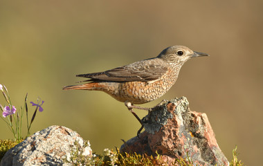 Roquero rojo en la montaña