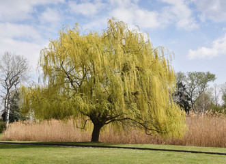 Spring willow tree. © Ludmila Smite