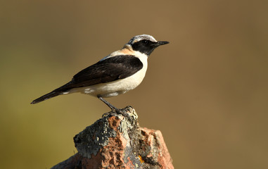 Obraz premium collalba rubia en la roca