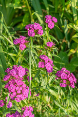Obraz premium Turkish flower carnation ( Diánthus barbátus)
