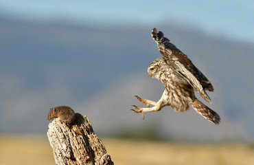 Mochuelo capturando una presa