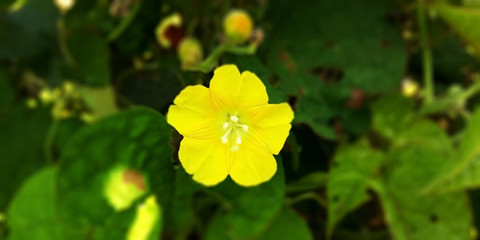 yellow flower
