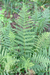 Fototapeta na wymiar Beautiful natural green fern leaves.
