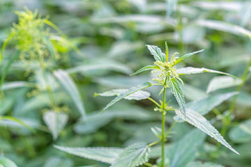 Urtica dioica also called nettle with fresh green leaves.