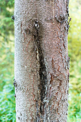 pine tree bark damage by frost in winter