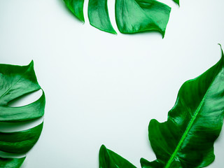 flat lay on white and green foliage composition space design concept 