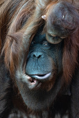 portrait de femelle orang outan et son bébé