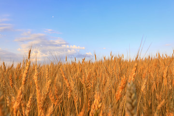 field of golden wheat against the blue sky