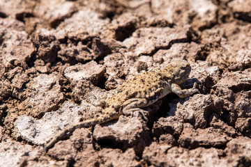 Phrynocephalus helioscopus agama close portrait in nature