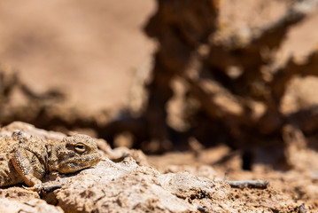 Phrynocephalus helioscopus agama close portrait of in nature