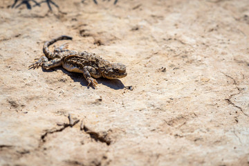 Phrynocephalus helioscopus agama close portrait of in nature