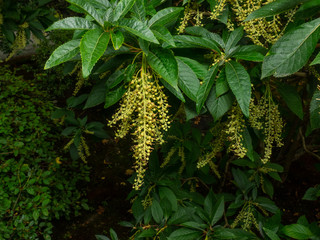 Sourwood