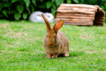 Brown fluffy rabbit eating the grass.