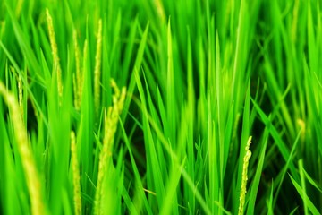 Fototapeta na wymiar green paddy/rice with water drops