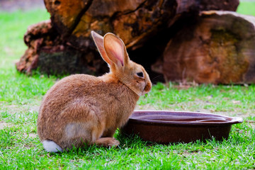 Brown fluffy rabbit eating the grass.