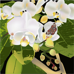 Exotic flower, butterfly orchid leaves tropic floral