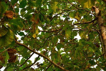 Teak leaves on the tree