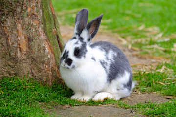 Rabbit with black and white fur on the green grass.