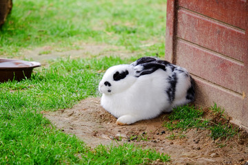 Fluffy rabbit with white and black fur in the grass.