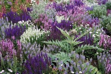 flower border with salvia