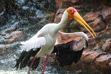 yellow-billed stork bird shaking off water