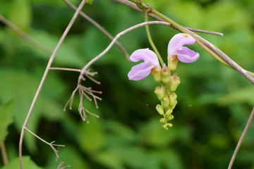 Close up of green beans flower in the field