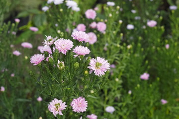 New England aster (Symphyotrichum novae-angliae) pink flowers blossom in garden with green nature blurred background, known as Michaelmas Daisy. Another scientific name is Aster novae-angliae.