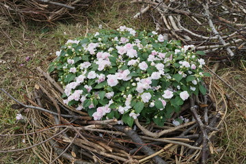 nest of summer flowers, garden decoration