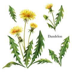 Hand drawn watercolor vector botanical illustration of Dandelion.