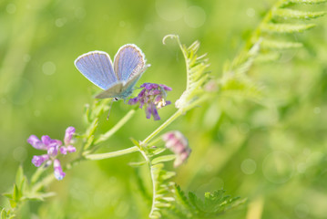 Bluebird butterfly on a summer meadow
