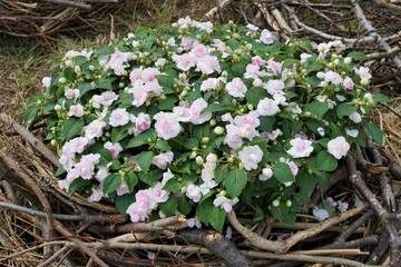 garden decoration with pink flowers