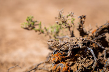 Phrynocephalus helioscopus agama close portrait of in nature