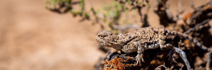 Phrynocephalus helioscopus agama close portrait of in nature