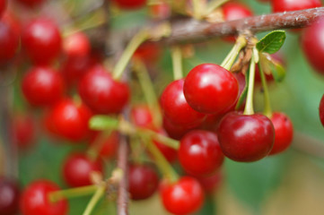 cherries on tree close-up