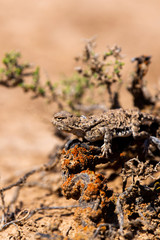 Phrynocephalus helioscopus agama close portrait of in nature