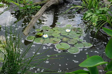 garden pond