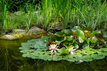 Beautiful garden pond with amazing pink water lilies or lotus flowers Marliacea Rosea. Nympheas are bloom among leaves under tall sedge plants on shore. Selective focus. Nature concept for design