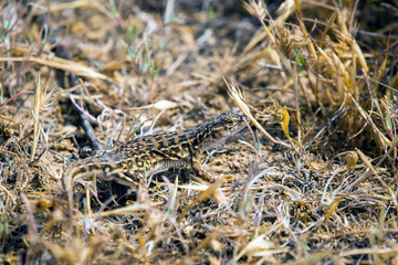 Steppe runner lizard or Eremias arguta close on dry ground