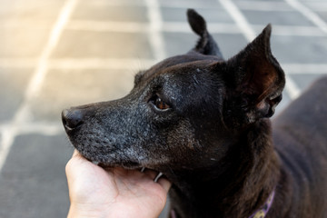The head of the dog in the children's hands on sunshine day. Selective focus.
