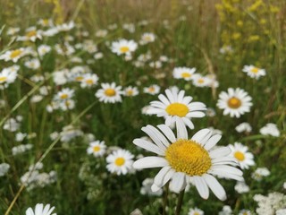 field of daisies