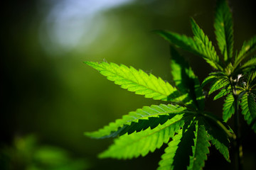 The backlit, evening light cannabis leaves.Green leaves glow in the sun.Poplar fluff covered...