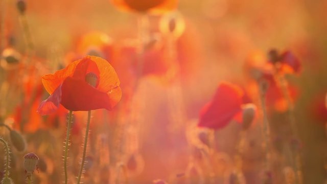 Scarlet flowers growing in a boundless field in Ukraine in the daytime in summer  
