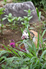 草を食べる猫