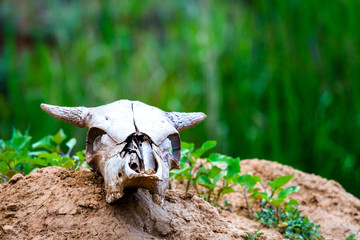 Close uo old cow skull on ground