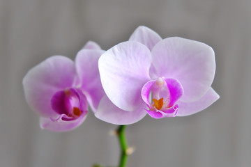 orchid on gray background